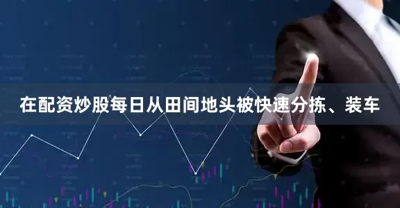 在配资炒股每日从田间地头被快速分拣、装车